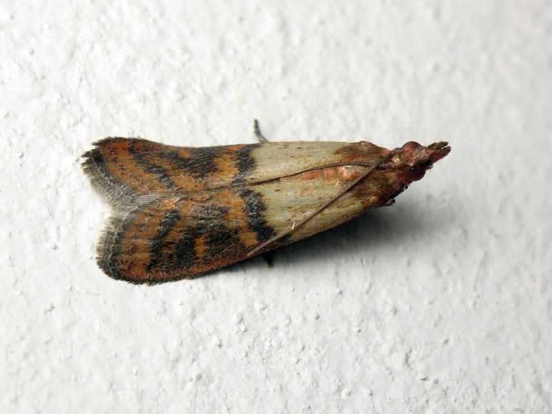 Plodia interpunctella (Hübner, 1813)